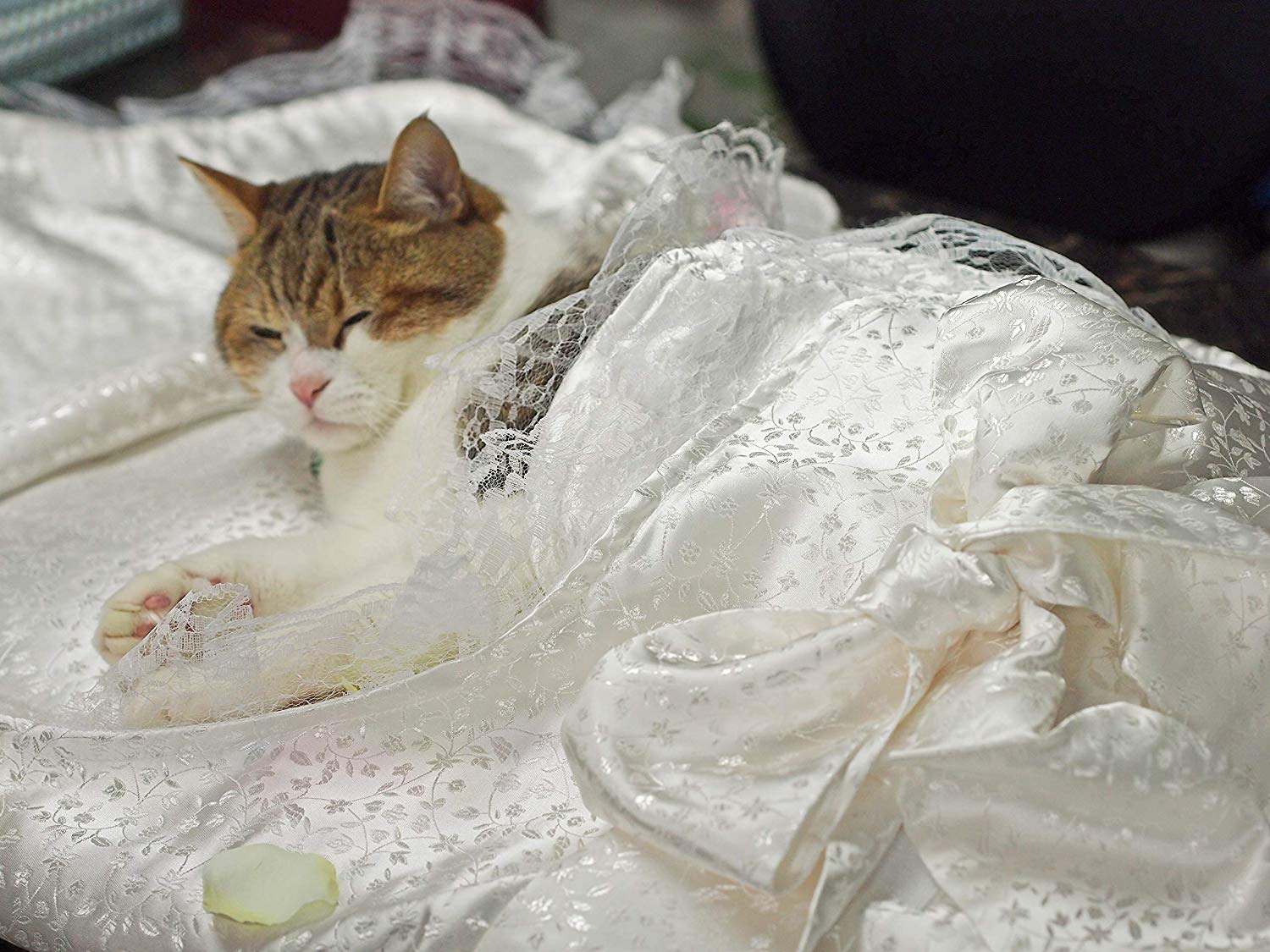 犬や猫のペットの火葬の時、どのようにして連れていくのか? ペット